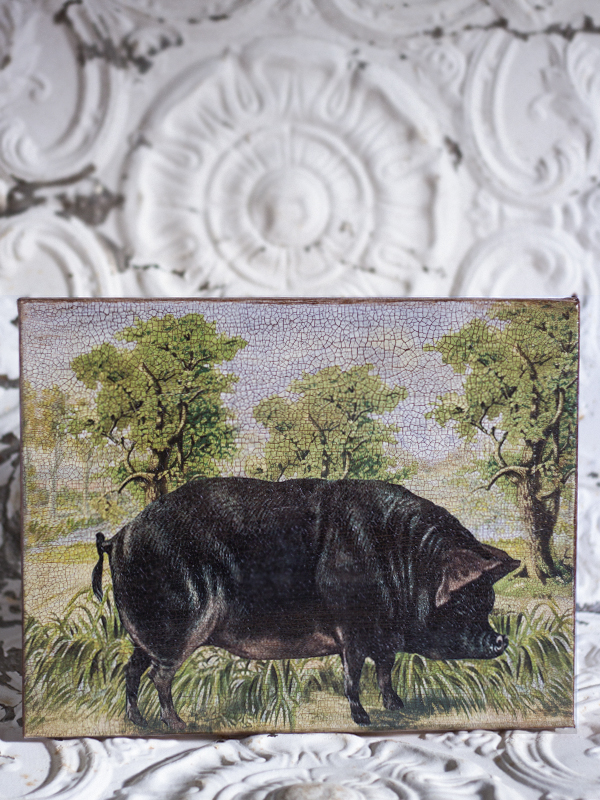 Black Pig 8 by 10-inch Decoupage Canvas Art